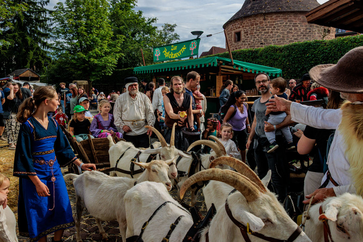 Buedingen MAFest 2025 - Ambiente - Viehmarkt - Ziegengespann