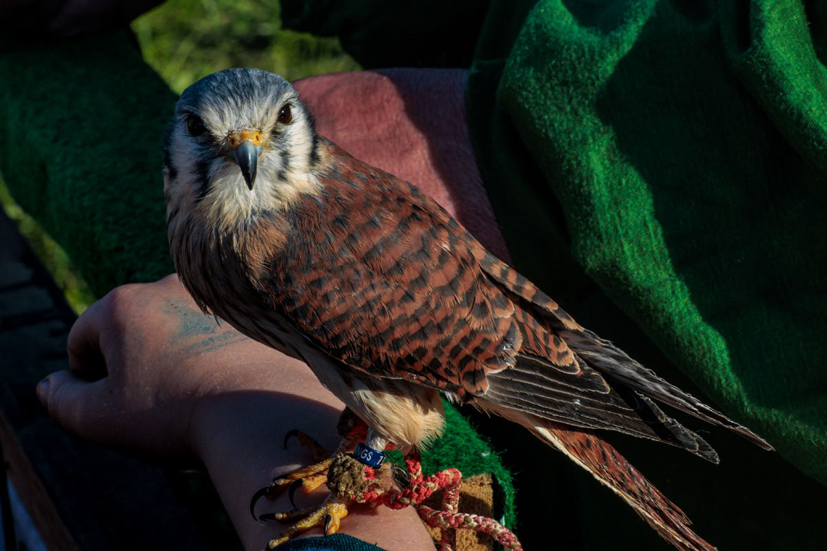 Mittelalter Wiesbaden Biebrich 2026 Falknerei - Buntfalke