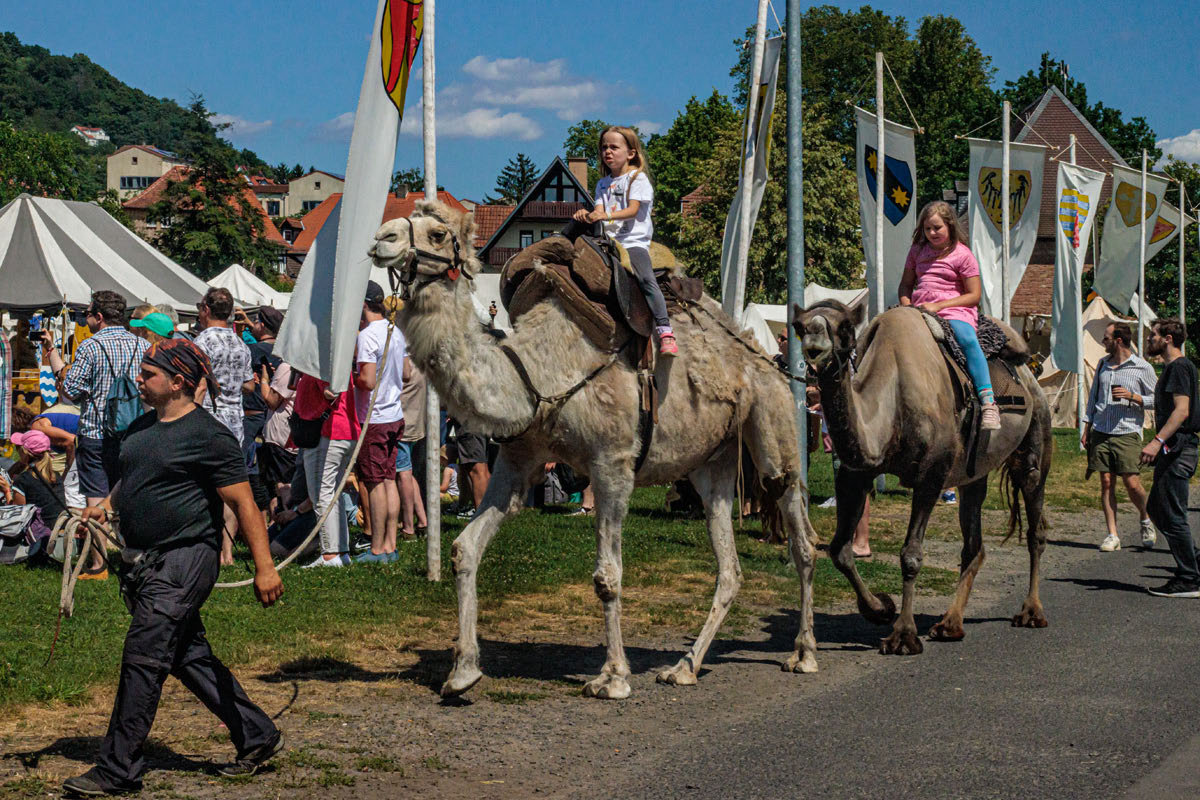 Stadtrechtsfeier Gelnhausen 2025 - Ambiente - Kamelreiten